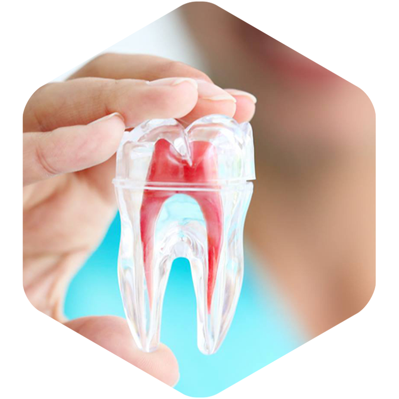 Dentist holding a mold of a tooth